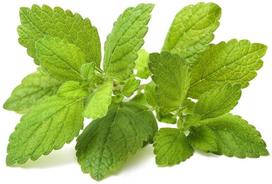 lemon balm - Išmanios daigyklos sėklos Click & Grow Smart Home Lemon Balm, 3 vnt. - 2 nuotrauka