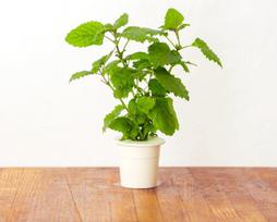 lemon balm - Išmanios daigyklos sėklos Click & Grow Smart Home Lemon Balm, 3 vnt. - 3 nuotrauka