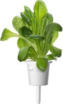 daigykla - Išmanios daigyklos sėklos Click & Grow Smart Home Romaine Lettuce, 3 vnt. - 3 nuotrauka
