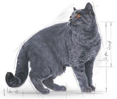 katieji - Royal Canin British Shorthair Adult 2 kg - 2 nuotrauka