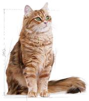 digestive - Royal Canin Digestive Care 2 kg - 2 nuotrauka