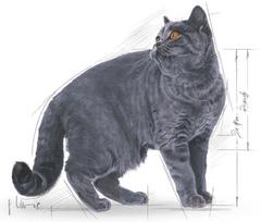 britainia - Royal Canin FBN British Shorthair 4kg - 2 nuotrauka