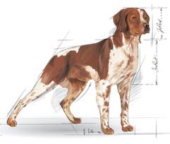 royal canin medium adult - Royal Canin Medium Adult 4 kg - 2 nuotrauka