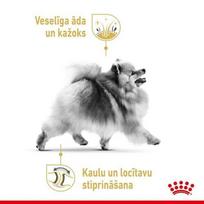 suaugusiesiems, - ROYAL CANIN Pomeranian 12x85g drėgnas pašaras - paštetas, skirtas suaugusiems Pomeranian veislės šunims - 2 nuotrauka