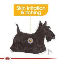 royal canin dermacomfort - ROYAL CANIN Mini Dermacomfort 1 kg - 3 nuotrauka