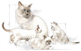 pieniu papildas - Royal Canin FHN Babycat Milk 300g - 2 nuotrauka