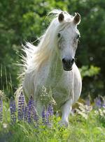 flow delione - Dėlionė Ravensburger XXL Puzzle Horse In Flowers 100pcs 129270 - 2 nuotrauka