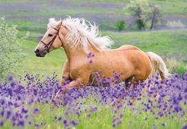 arkliai - Dėlionė Ravensburger Horses 2x24, 48 vnt. - 2 nuotrauka
