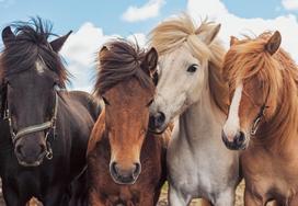 arkliai - Dėlionė Ravensburger Horses 2x24, 48 vnt. - 3 nuotrauka