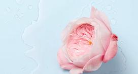 nuxe - Nuxe Very Rose 3-In-1 Soothing 400ml Moterims Micelinis vanduo - 5 nuotrauka