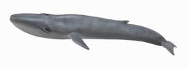 COLLECTA mėlynasis  banginis, 88834