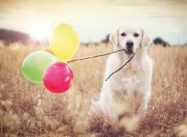 retriveros - Ravensburger Puzzle Balloon Party Golden Retriever 500pcs 165858 - 2 nuotrauka