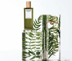 kvepalai 1 1 - Loewe Esencia 50ml EDP - 2 nuotrauka