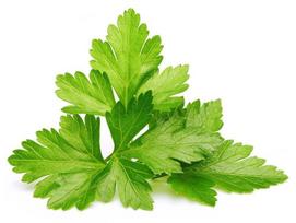 daigykla - Click & Grow Smart Home Coriander Refill 3-Pack - 2 nuotrauka