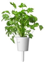 daigykla - Click & Grow Smart Home Coriander Refill 3-Pack - 3 nuotrauka