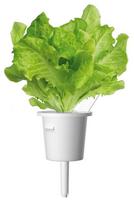 daigykla - Išmaniojo vazono sėklos Click & Grow, salotos - 2 nuotrauka