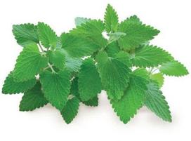 catnip - Click & Grow Smart Home Catnip Refill 3-Pack - 2 nuotrauka