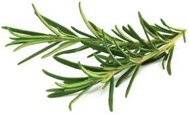 rozmarinas - Click & Grow Smart Home Rosemary Refill 3-Pack - 2 nuotrauka