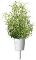 rozmarinas - Click & Grow Smart Home Rosemary Refill 3-Pack - 3 nuotrauka