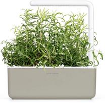 rozmarinas - Click & Grow Smart Home Rosemary Refill 3-Pack - 4 nuotrauka