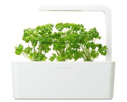 daigykla - Išmanios daigyklos sėklos Click & Grow Smart Home, petražolės, 3 vnt. - 3 nuotrauka