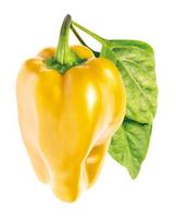 paprika - Išmanios daigyklos sėklos Click & Grow Smart Home Sweet Pepper, 3 vnt. - 2 nuotrauka