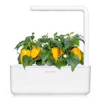 paprika - Išmanios daigyklos sėklos Click & Grow Smart Home Sweet Pepper, 3 vnt. - 3 nuotrauka