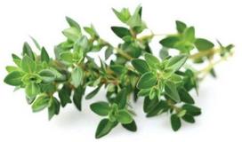 ciobreliu sekla - Išmanios daigyklos sėklos Click & Grow, čiobreliai, 3 vnt. - 2 nuotrauka
