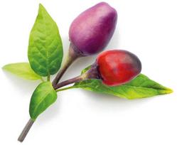 daigykla - Išmanios daigyklos sėklos Click & Grow Smart Home Purple Chili Pepper, 3 vnt. - 2 nuotrauka