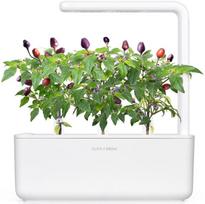 daigykla - Išmanios daigyklos sėklos Click & Grow Smart Home Purple Chili Pepper, 3 vnt. - 3 nuotrauka