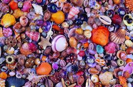 puzzle deliones 1000 - Piatnik Puzzle Sea Shells 1000pcs - 2 nuotrauka