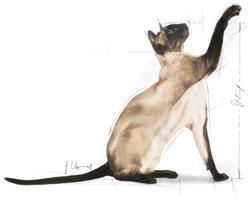 sausas kaciu maistas 10kg - Royal Canin Siamese Adult 2 kg - 2 nuotrauka