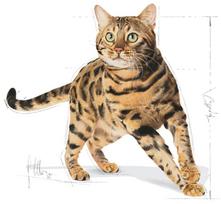 pasaras katems - Royal Canin Bengal Adult 2 kg - 2 nuotrauka