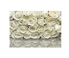 Fototapetai Komar La Rose, 98314 A, 368 x 254 cm