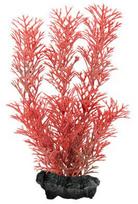 tetra akvariumas - Tetra Red Foxtail L - 2 nuotrauka