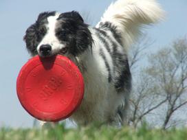frisbee - Kong Flyer Small Red - 3 nuotrauka