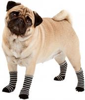 suns kojines - Karlie Flamingo Doggy Socks S Black/Grey - 3 nuotrauka