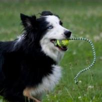 kong kamuoliukas sunims - Kong Squeaker Tennis Ball With Rope Medium - 4 nuotrauka