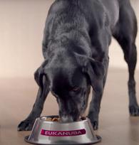 0.22 - Eukanuba Veterinary Diets Dermatosis Fp 12kg - 3 nuotrauka