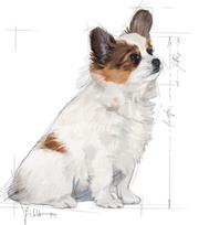 royal canin shn - Royal Canin SHN Extra Small Junior 1.5kg - 2 nuotrauka