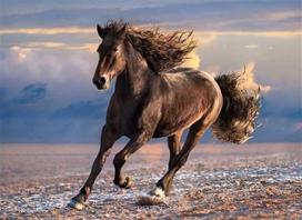puzzle deliones 1000 - Clementoni High Quality Puzzle Free Horse 1000pcs 39420 - 2 nuotrauka
