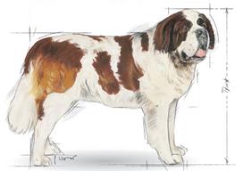royal canin shn - Royal Canin SHN Giant Adult 15kg - 2 nuotrauka