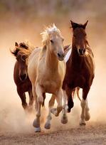 clementoni puzzle 1000 - Clementoni Puzzle Running Horses 1000pcs 39168 - 2 nuotrauka