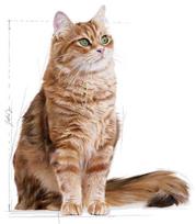 royal canin digestive care - Royal Canin FCN Digestive Care 400g - 2 nuotrauka