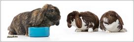 triusiu maistas - Trovet Rabbit 5kg - 2 nuotrauka