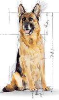 royal canin shn - Royal Canin SHN Maxi Ageing +8 15kg - 2 nuotrauka