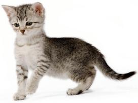 royal canin kitten wet - Royal Canin FHN Kitten Instinctive Wet 85g 12pcs - 2 nuotrauka