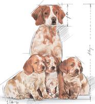 royal canin shn - Royal Canin SHN Medium Starter 4kg - 2 nuotrauka