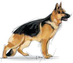 royal canin shn - Royal Canin SHN Maxi Adult 4kg - 2 nuotrauka
