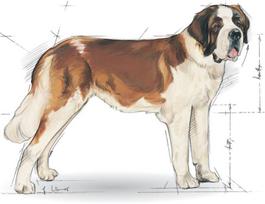 royal canin shn - Royal Canin SHN Giant Junior 15kg - 2 nuotrauka